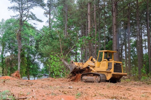 Forestry Clearing in Grand Junction