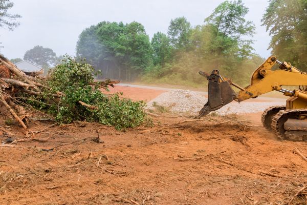 Forestry Mulching Service in Grand Junction