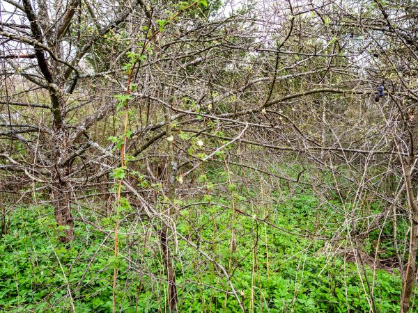 Underbrush Clearing in Grand Junction