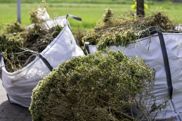 Bushes Clearing in Grand Junction