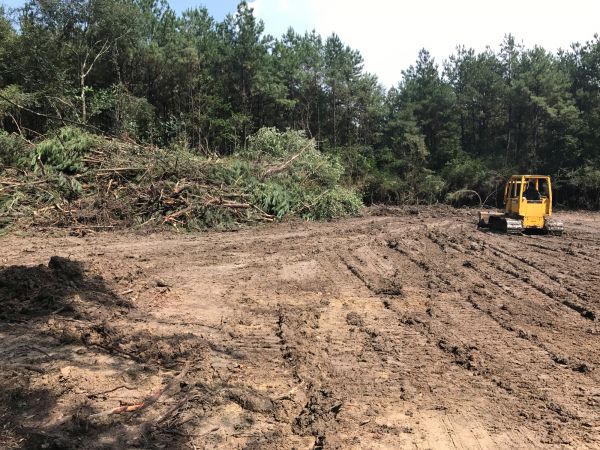Thicket Clearing in Grand Junction